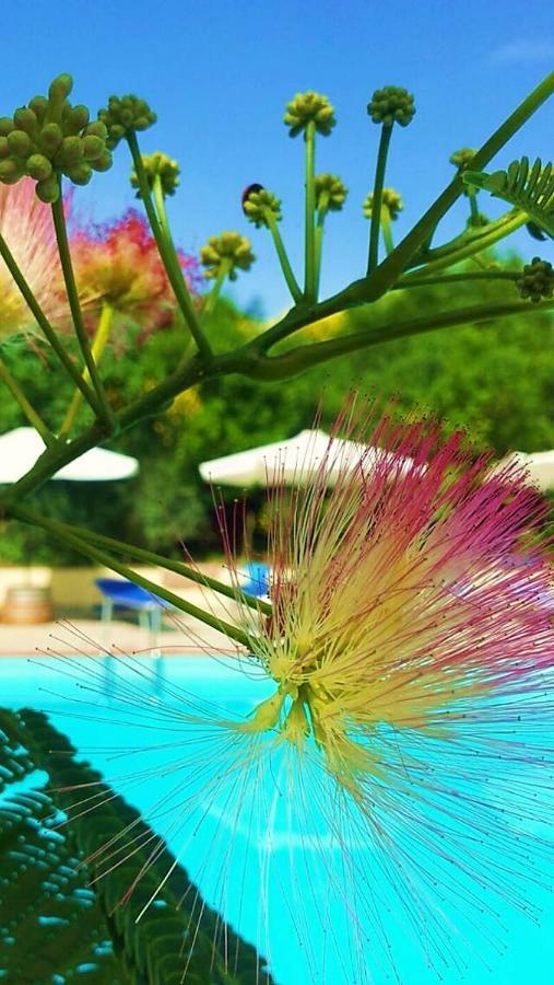 Agriturismo Terenzana Aparthotel Riparbella Buitenkant foto